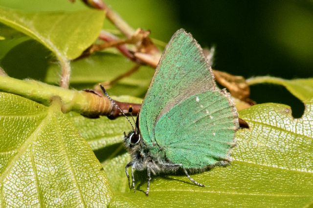 This butterfly has a patchy distribution in Fife.  This was one of several on Berry Brae in May 2025.